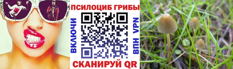 darknet какой сайт  Грозный  Галлюциногенные грибы Psilocybine cubensis 